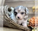 Small Photo #5 Maltese Puppy For Sale in PEMBROKE PINES, FL, USA