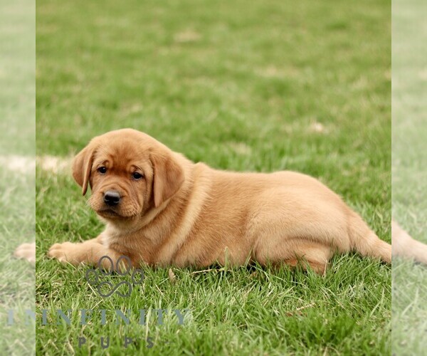 Medium Photo #2 Labrador Retriever Puppy For Sale in RONKS, PA, USA