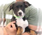 Small #4 Labrador Retriever Mix