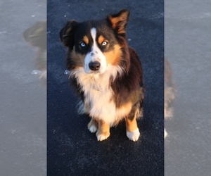 Father of the Australian Shepherd puppies born on 01/07/2023