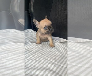 French Bulldog Puppy for sale in HUFFMAN, TX, USA