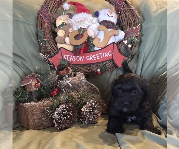 Medium Photo #1 Doodle-Shih Tzu Mix Puppy For Sale in KLONDIKE, TX, USA