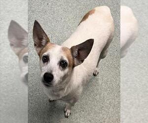 Chihuahua-Unknown Mix Dogs for adoption in Tallahassee, FL, USA