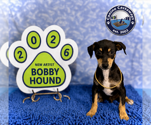 Bobby - Male Rat Terrier Dog for Adoption - Photo #8