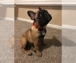 Small Photo #1 French Bulldog Puppy For Sale in KATY, TX, USA