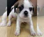 Small #4 Engatzu Spaniel-Frenchie Pug Mix