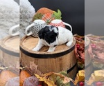 Small Photo #11 Goldendoodle mix (+ Poodle Miniature) Puppy For Sale in HAYDEN, AL, USA