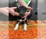 Small German Shepherd Dog Mix