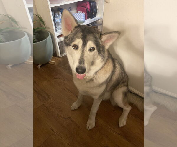 Medium Photo #1 - Mix Puppy For Sale in Tustin, CA, USA
