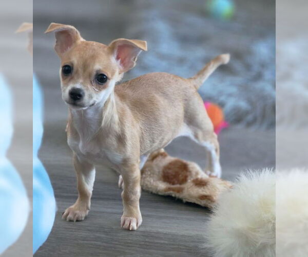 Medium Photo #2 Chihuahua-Unknown Mix Puppy For Sale in Chino Hills, CA, USA