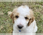 Small Photo #2 Goldendoodle Puppy For Sale in GIBBON, NE, USA