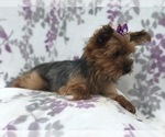 Small Photo #5 Yorkshire Terrier Puppy For Sale in LAKELAND, FL, USA