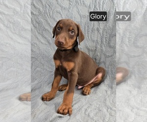 Doberman Pinscher Puppy for sale in POMEROY, OH, USA