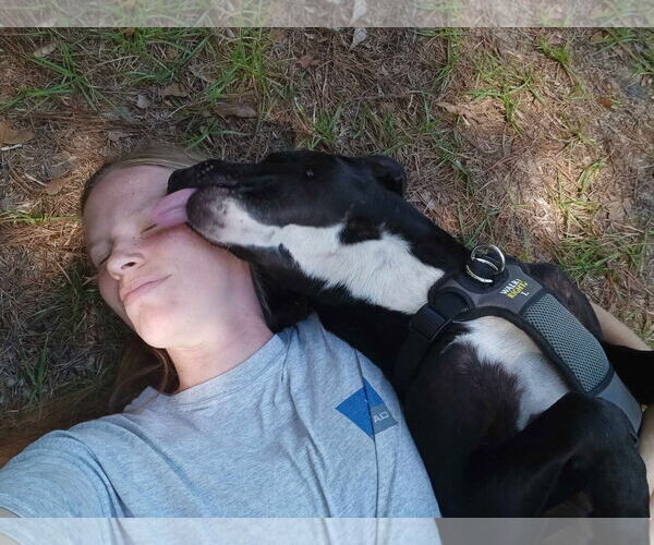 Medium Photo #7 Mutt Puppy For Sale in Farmerville, LA, USA