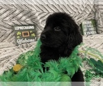 Small Photo #10 Newfoundland Puppy For Sale in TREMONTON, UT, USA