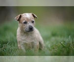 Small #3 Australian Cattle Dog