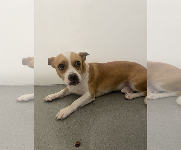 Medium Photo #4 Chiweenie Puppy For Sale in San Francisco, CA, USA