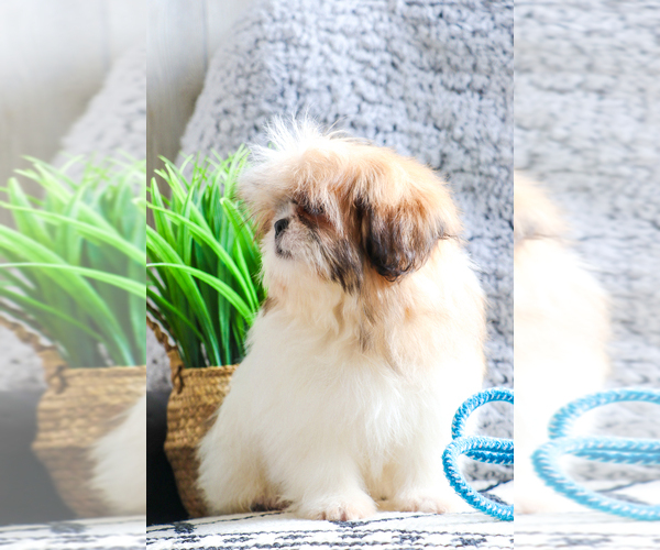 Medium Photo #15 Shih Tzu Puppy For Sale in SYRACUSE, IN, USA