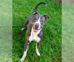 Small #5 American Pit Bull Terrier