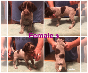 German Shorthaired Pointer Puppy for sale in MOUNT PLYMOUTH, FL, USA