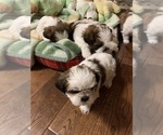 Small Photo #3 Shih Tzu Puppy For Sale in GRAVOIS MILLS, MO, USA
