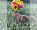 Small #7 Labrador Retriever