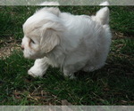 Small Photo #15 Coton de Tulear Puppy For Sale in COLUMBIA, MO, USA