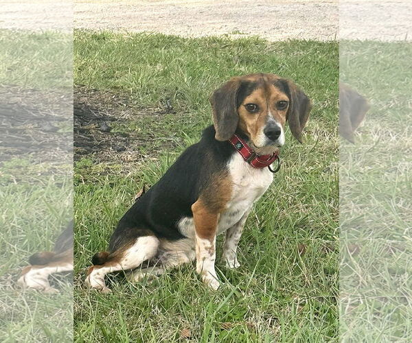 Medium Photo #6 Beagle Puppy For Sale in Arlington, VA, USA