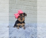 Small #1 Yorkshire Terrier