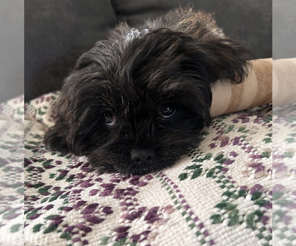 Medium Photo #3 Lhasa Apso Puppy For Sale in Wheaton, IL, USA