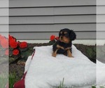 Small Photo #3 Cavalier King Charles Spaniel Puppy For Sale in FRYTOWN, IA, USA