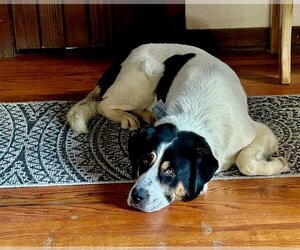 Greater Swiss Mountain Dog-Unknown Mix Dogs for adoption in Winter Park, CO, USA
