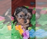 Small Photo #51 Yorkshire Terrier Puppy For Sale in AKRON, OH, USA