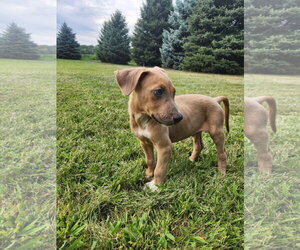 Doberman Pinscher-Unknown Mix Dogs for adoption in Minneaoplis, MN, USA