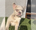 Small Photo #28 French Bulldog Puppy For Sale in WASHINGTON, DC, USA