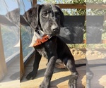 Small #2 Labrador Retriever