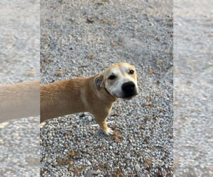 Labrador Retriever-Unknown Mix Dogs for adoption in Bolivar, MO, USA