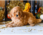 Puppy Autumn Goldendoodle (Miniature)