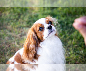 Father of the Cavalier King Charles Spaniel puppies born on 01/29/2023