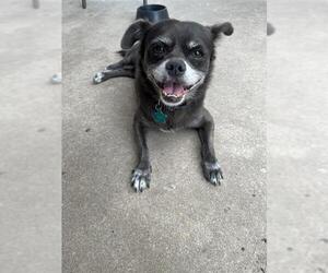 Chug Dogs for adoption in San Antonio, TX, USA