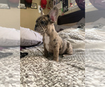 Small Photo #5 French Bulldog Puppy For Sale in PITTSBURG, CA, USA