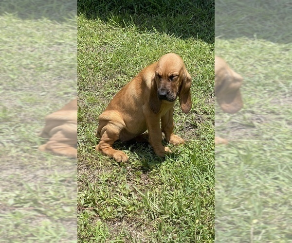 Medium Photo #6 Bloodhound Puppy For Sale in CERRO GORDO, NC, USA