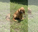 Small Photo #6 Bloodhound Puppy For Sale in CERRO GORDO, NC, USA