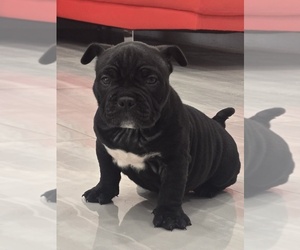 American Bully Puppy for sale in NORTH PORT, FL, USA