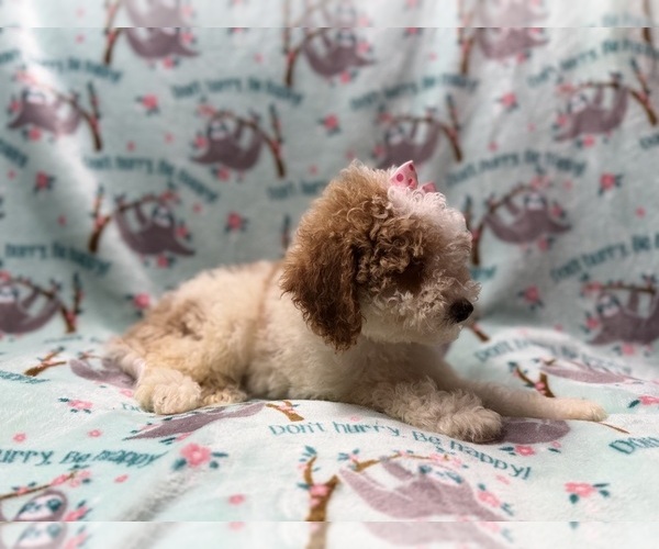 Medium Photo #10 Poodle (Miniature) Puppy For Sale in LAKELAND, FL, USA