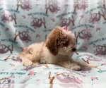 Small #9 Poodle (Miniature)