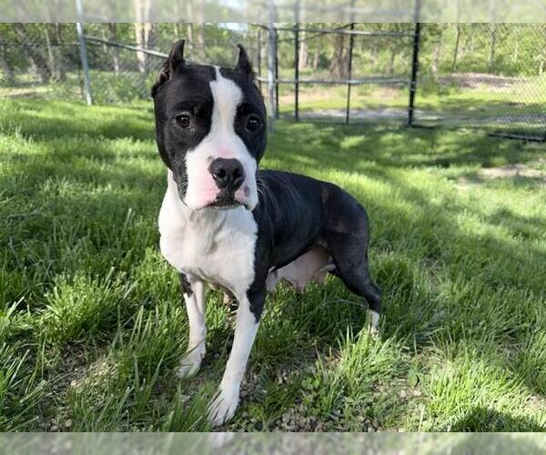 Medium Photo #1 American Pit Bull Terrier Puppy For Sale in Aurora, IL, USA