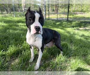 American Pit Bull Terrier Dogs for adoption in Aurora, IL, USA