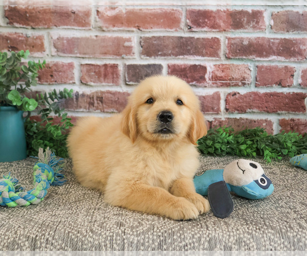 Medium Photo #5 Golden Retriever Puppy For Sale in SYRACUSE, IN, USA