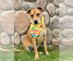 Small Labrador Retriever Mix